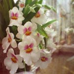 Bokeh photo effect